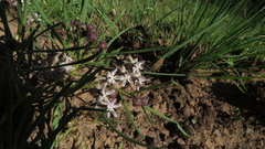 Asclepias stellifera