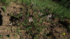 Asclepias stellifera