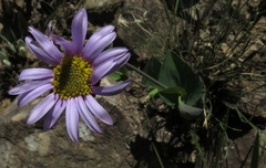 Afroaster perfoliatus