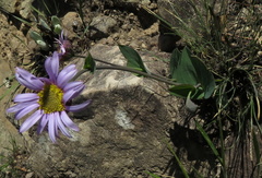 Afroaster perfoliatus