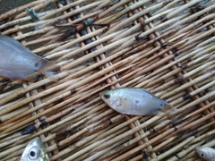 Trichopodus trichopterus