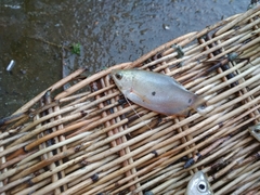 Trichopodus trichopterus