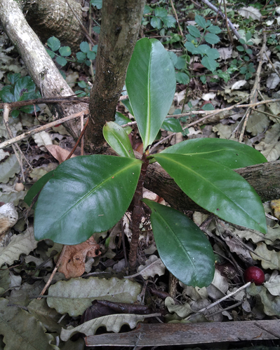 Elingamita (Elingamita johnsonii)