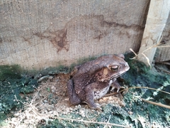 Duttaphrynus melanostictus