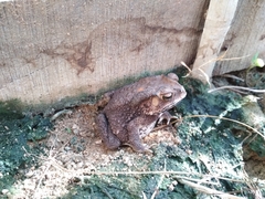 Duttaphrynus melanostictus