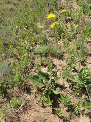 Berkheya setifera