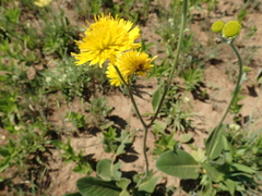 Berkheya setifera