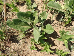 Berkheya setifera