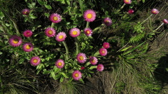 Helichrysum ecklonis