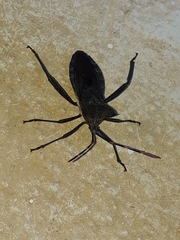 Elasmopoda valga