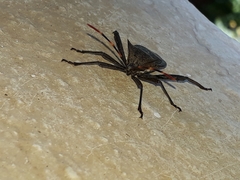 Elasmopoda valga