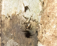 Theridion zantholabio