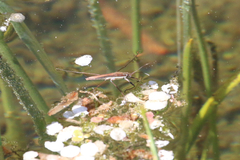 Limnoporus rufoscutellatus