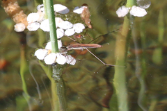 Limnoporus rufoscutellatus