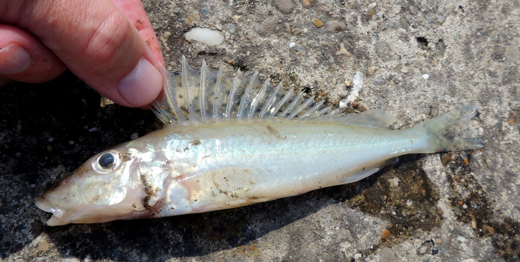 Schraetser (Gymnocephalus schraetser) — Percidae