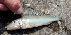 Striped Ruffe photo 2