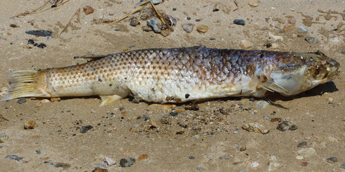 So-iuy mullet (Liza haematocheila) — Mugilidae — 2