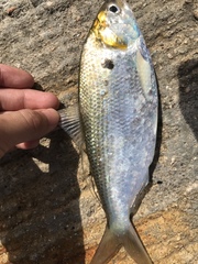Nematalosa japonica
