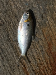 Nematalosa japonica
