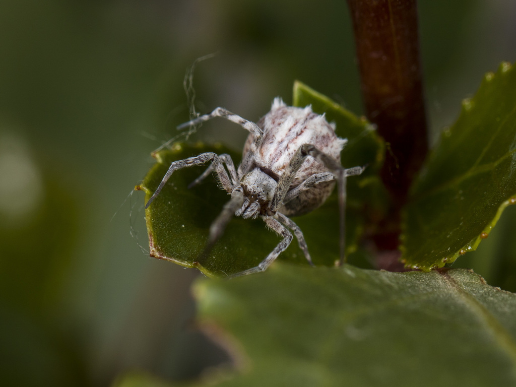 Walckenaer's Feather-legged Spider