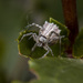 Walckenaer's Feather-legged Spider - Photo (c) Анатолий Озерной /Anatoliy Ozernoy, some rights reserved (CC BY-SA), uploaded by Анатолий Озерной /Anatoliy Ozernoy