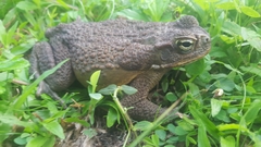 Rhinella marina