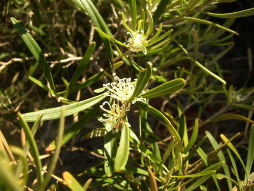 Silvery-leaved Grevillea (Grevillea argyrophylla)