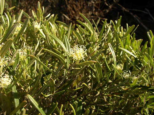 Image of Grevillea argyrophylla by (c) Tony Rebelo, some rights reserved (CC BY-SA)