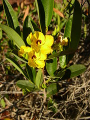 Labichea lanceolata