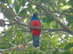 Trogon melanurus