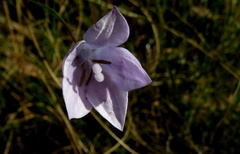 Wahlenbergia krebsii