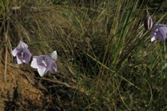 Wahlenbergia krebsii