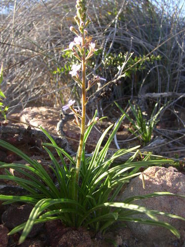 Image of Stylidium elongatum by (c) Tony Rebelo, some rights reserved (CC BY-SA)