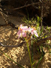 Burchardia rosea