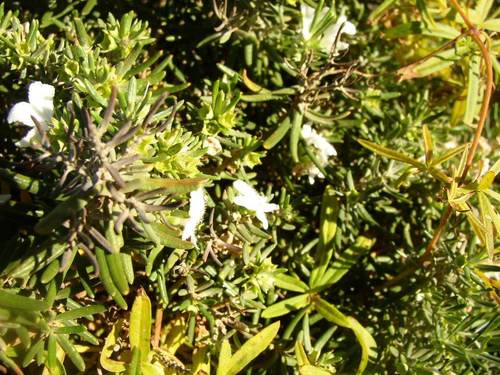 Image of Westringia dampieri by (c) Tony Rebelo, some rights reserved (CC BY-SA)