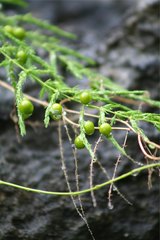 Asparagus vaginellatus