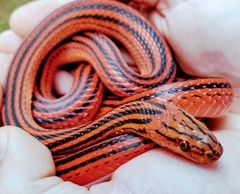 Red-Black Striped Snake photo 2