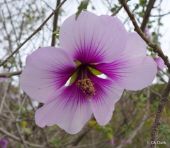 Malva subovata bicolor