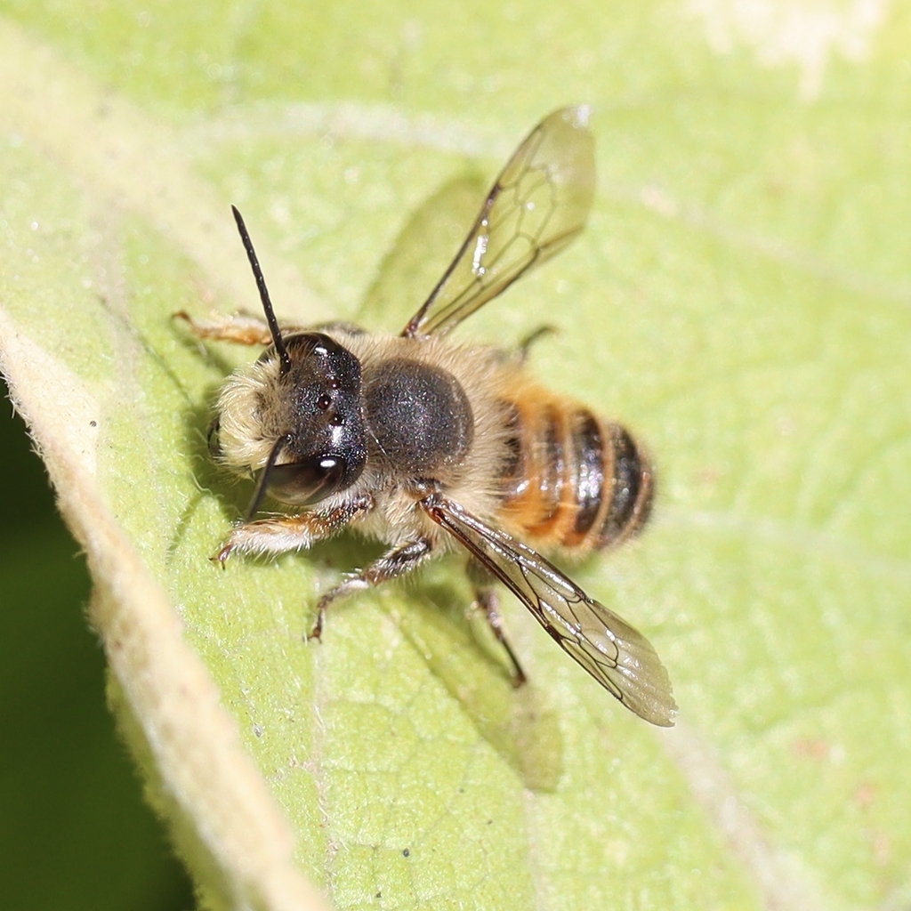 Megachile bucephala