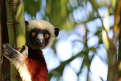 Propithecus coquereli