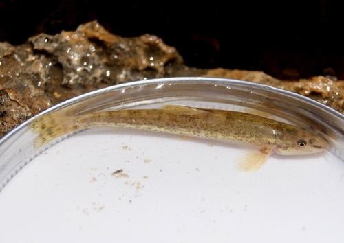 Syrian loach (Oxynoemacheilus insignis) — Nemacheilidae — 3