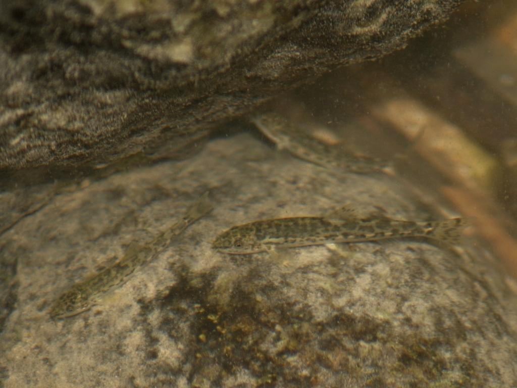 Syrian loach (Oxynoemacheilus insignis) — Nemacheilidae