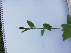 Convolvulus arvensis