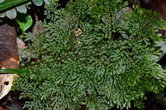 Hymenophyllum flexuosum