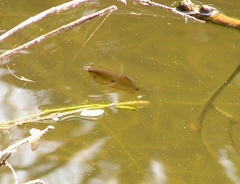 Trichopodus trichopterus