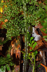 Hymenophyllum flexuosum