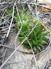 Haworthia