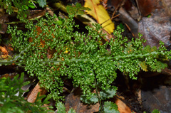 Hymenophyllum flexuosum