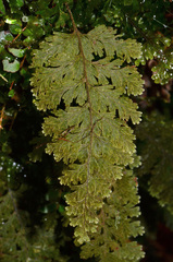 Hymenophyllum frankliniae