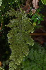 Hymenophyllum frankliniae